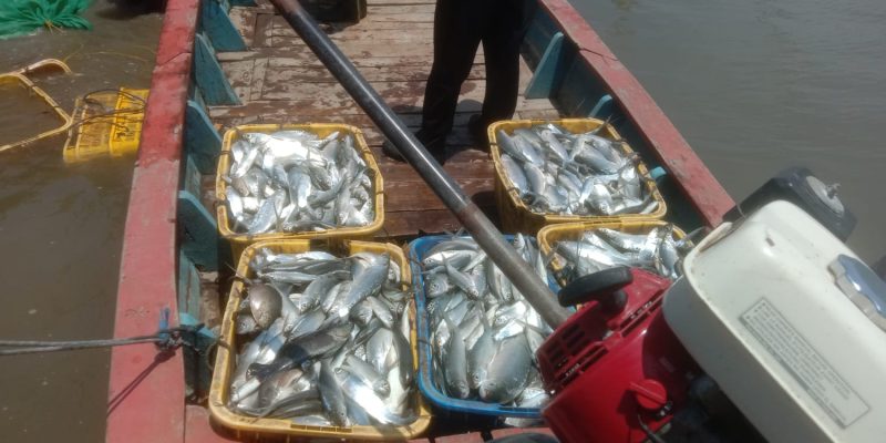 5 Sampai 6 Bulan Panen, Begini Cerita Petambak Bandeng di Wonokerto