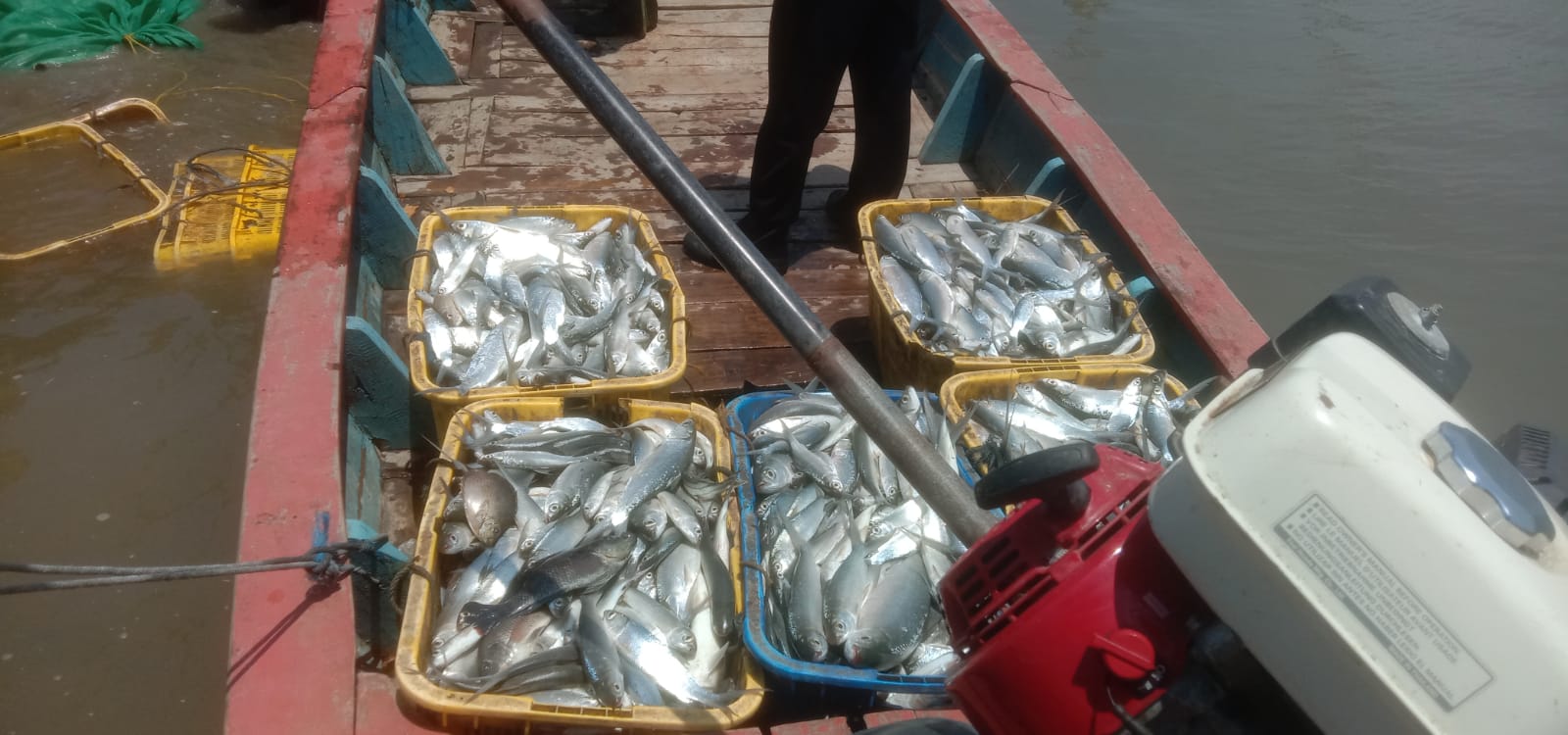 5 Sampai 6 Bulan Panen, Begini Cerita Petambak Bandeng di Wonokerto