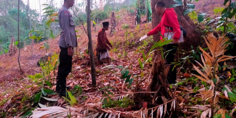 Akibat Tersambar Petir, Dua Penebas Durian Meninggal Terjatuh dari Ketinggian 15 Meter