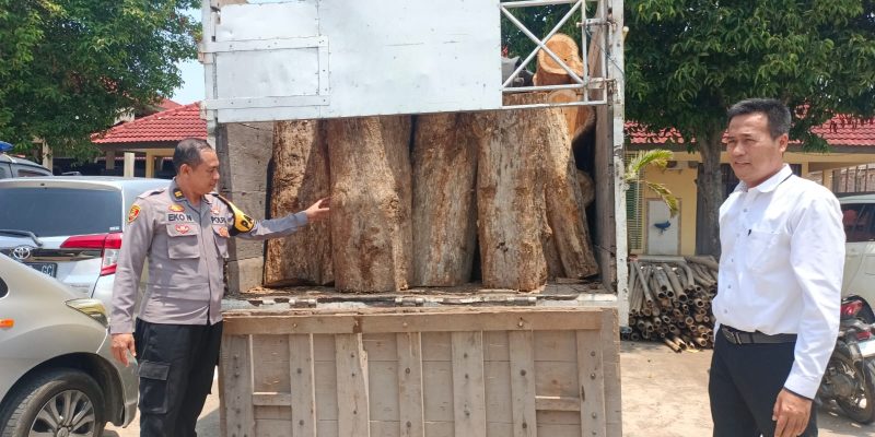 Polres Batang Ungkap Kasus Ilegal Loging, 65 Batang Kayu Jati Diamankan