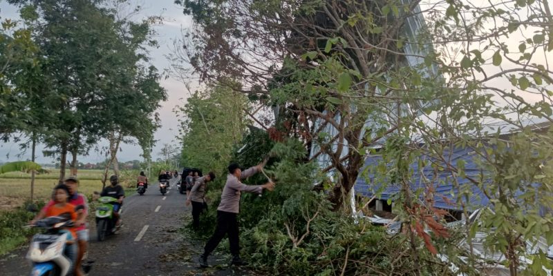 Angin Kencang di Sragi Robohkan Kandang Ayam dan Sebabkan Pohon Tumbang