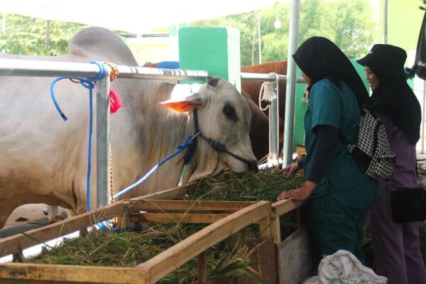 Hari Pertama Kontes Ternak Bojonegoro, Ratusan Peternak Pamerkan Sapi Terbaik