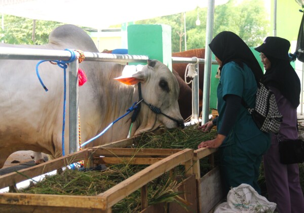 Hari Pertama Kontes Ternak Bojonegoro, Ratusan Peternak Pamerkan Sapi Terbaik