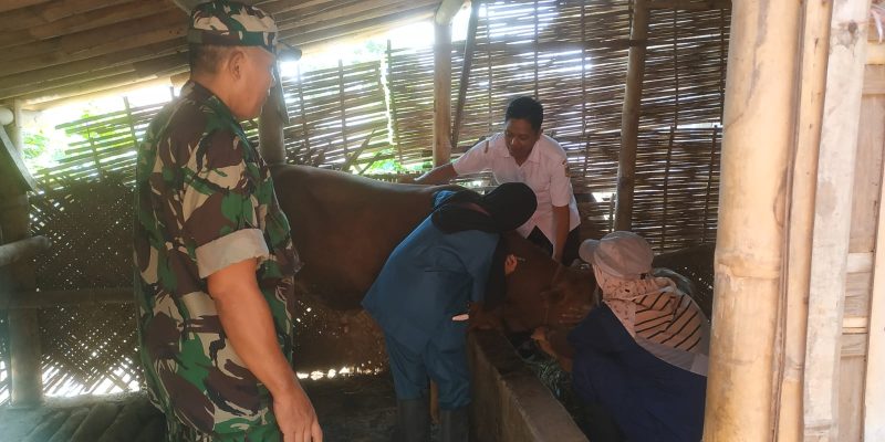 Babinsa Koramil 0822/08 Grujugan Bersama Keswan Berikan Penyuluhan Dan Vaksin Pada Ternak