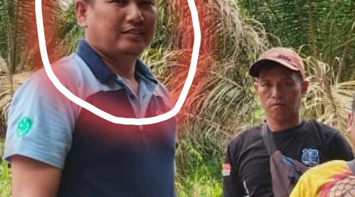 Caleg DPRD Gunung Mas di Duga Mencuri Buah Sawit di Kebun Koperasi SRHB