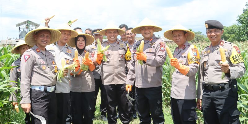 Polres Blitar Panen Kedua Jagung Swasembada Untuk Anggota Dan Masyarakat