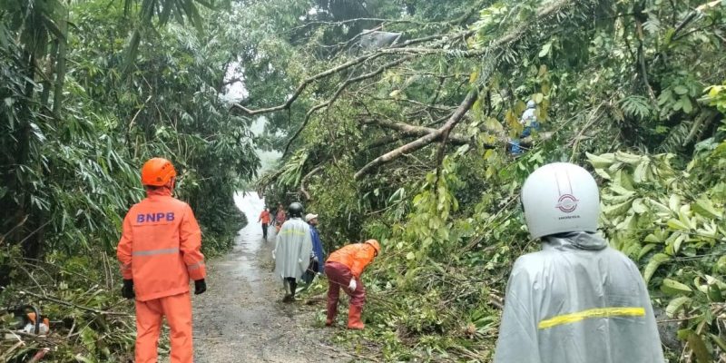 Pohon Tumbang Tutup Akses Jalan Raya di Petungkriyono