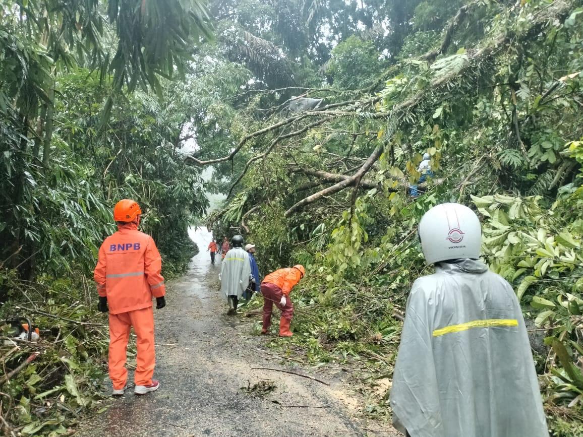 Pohon Tumbang Tutup Akses Jalan Raya di Petungkriyono