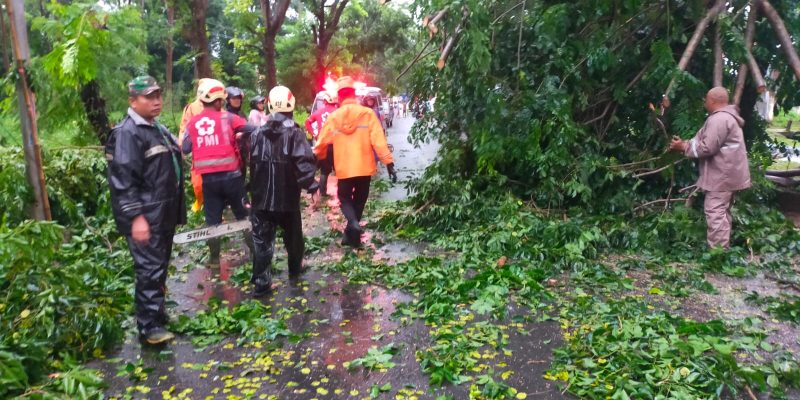 Pohon Tumbang Tutup Akses Jalan, Polisi dan Instansi Terkait Gerak Cepat Lakukan Evakuasi