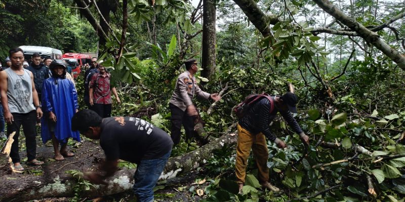Jumpai Pohon Tumbang Saat Patroli, Polisi dan Warga Gotong Royong Lakukan Evakuasi