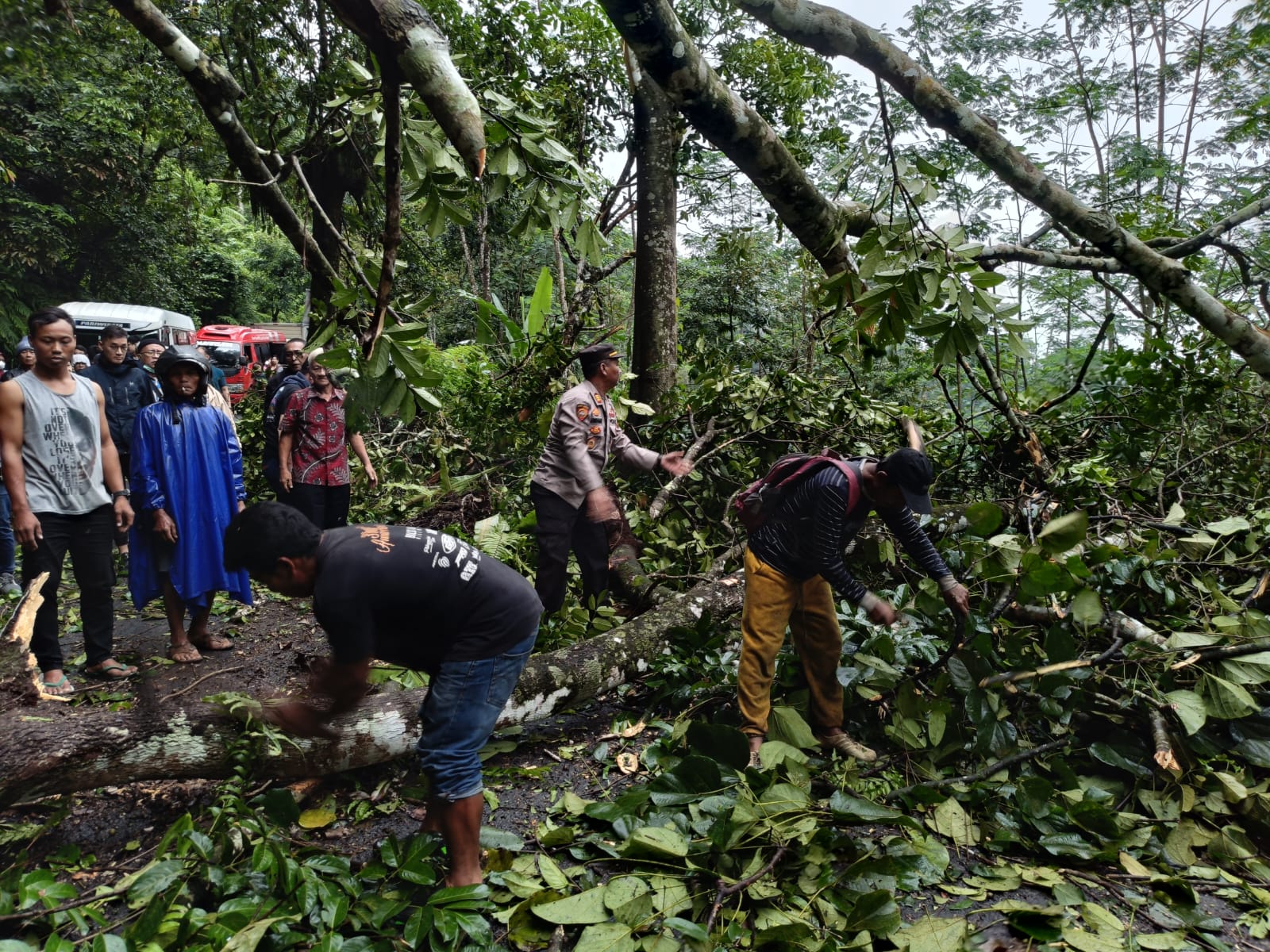 Jumpai Pohon Tumbang Saat Patroli, Polisi dan Warga Gotong Royong Lakukan Evakuasi