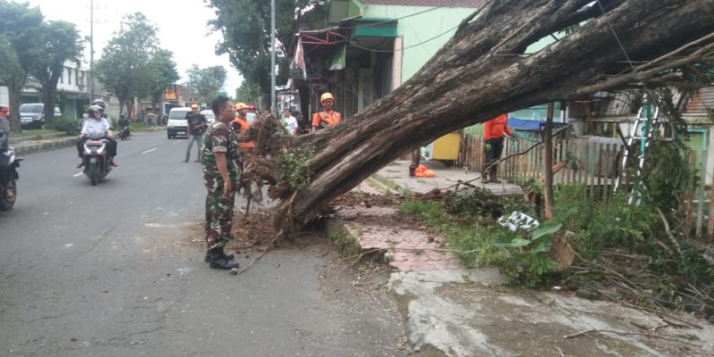Babinsa Koramil 0822/01 Bondowoso Bantu Evakuasi Pohon Tumbang