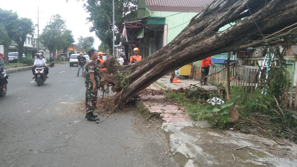 Babinsa Koramil 0822/01 Bondowoso Bantu Evakuasi Pohon Tumbang