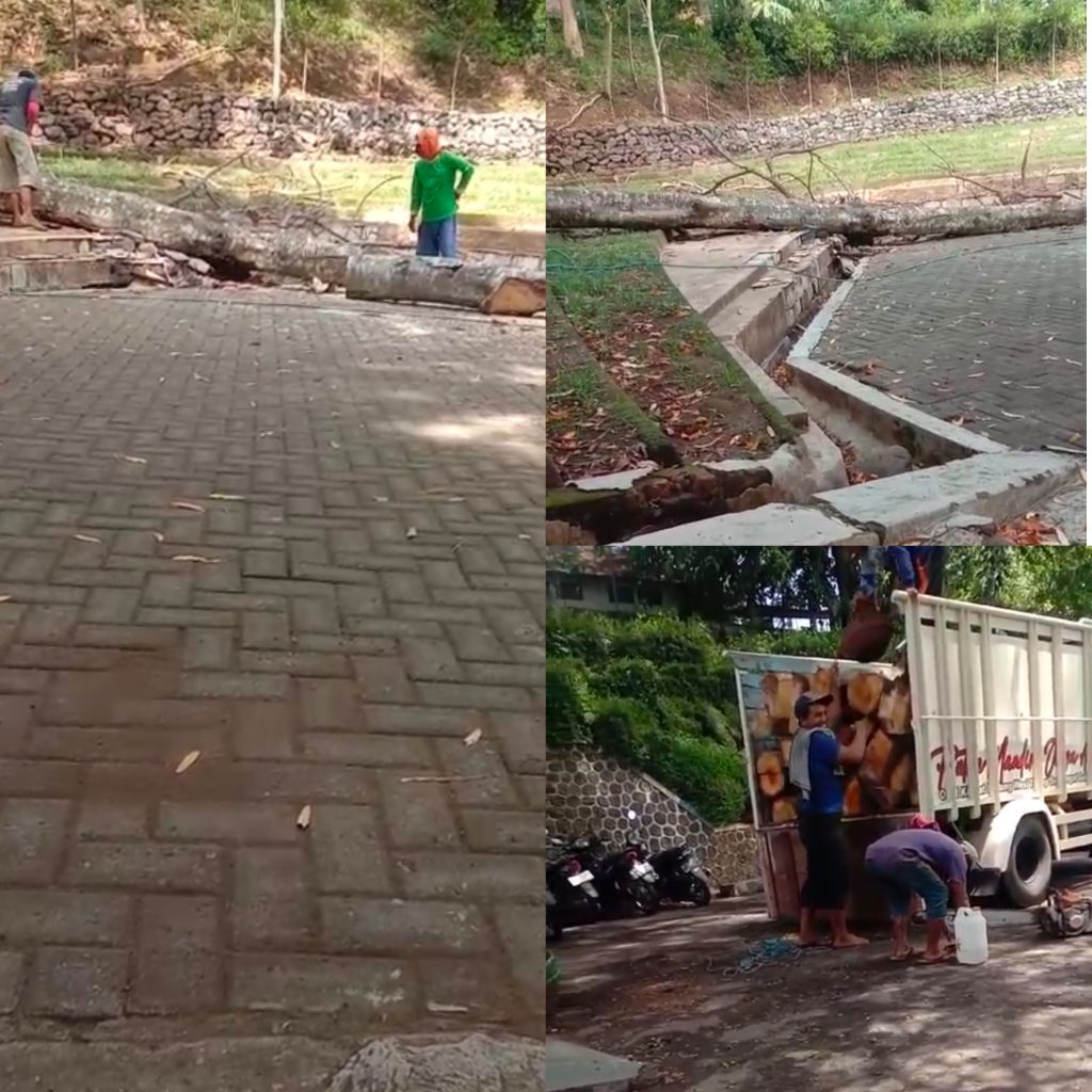 Berdalih Bahaya Bila Tumbang, Pohon Di Wisata Selokambang Dijual Buat Bancakan
