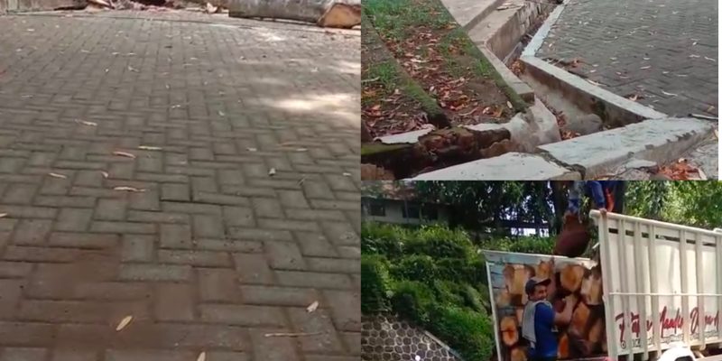 Berdalih Bahaya Bila Tumbang, Pohon Di Wisata Selokambang Dijual Buat Bancakan
