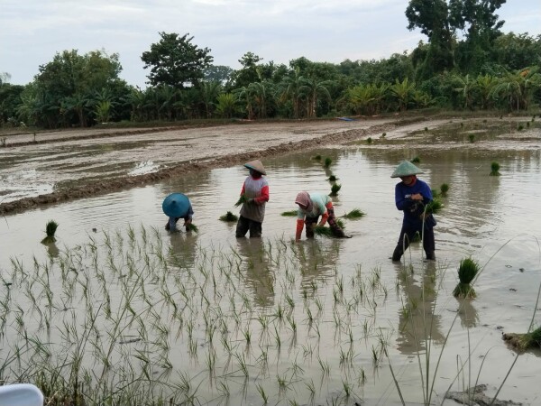 Kabar Gembira Bagi Petani Bojonegoro, Alokasi Pupuk Bersubsidi Ditambah untuk Tingkatkan Produksi