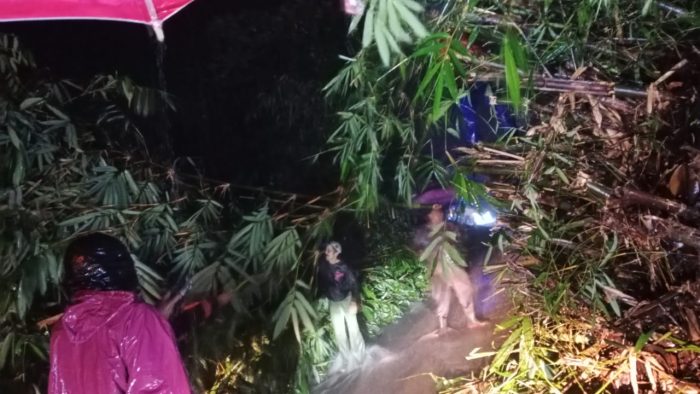 Longsor di Paninggaran Akibatkan Dapuran Pohon Bambu Terseret dan Menutup Jalan
