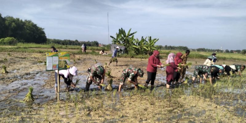 Babinsa 01/Sampang Dan PJ Desa Pasean,Bantu Petani Wujudkan Ketahanan Pangan