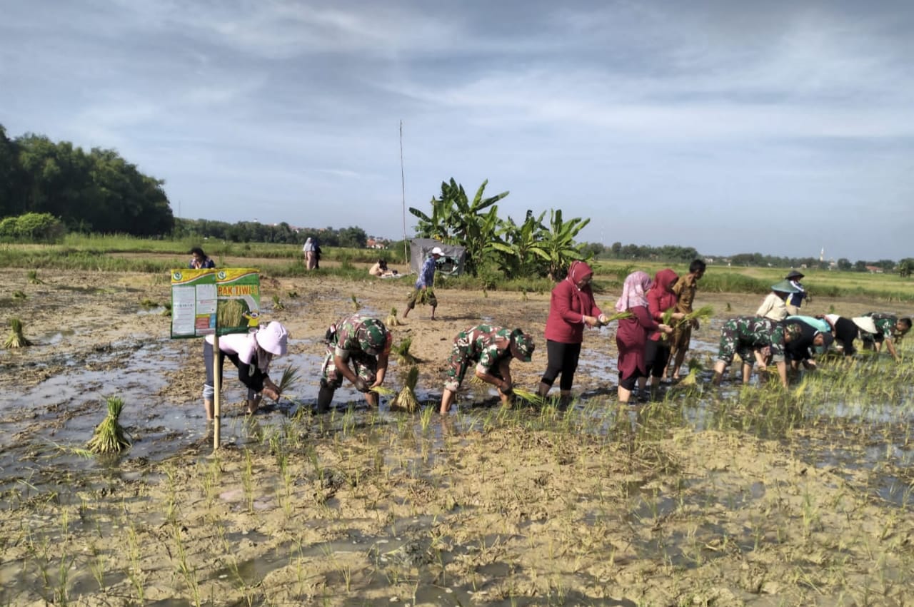 Babinsa 01/Sampang Dan PJ Desa Pasean,Bantu Petani Wujudkan Ketahanan Pangan