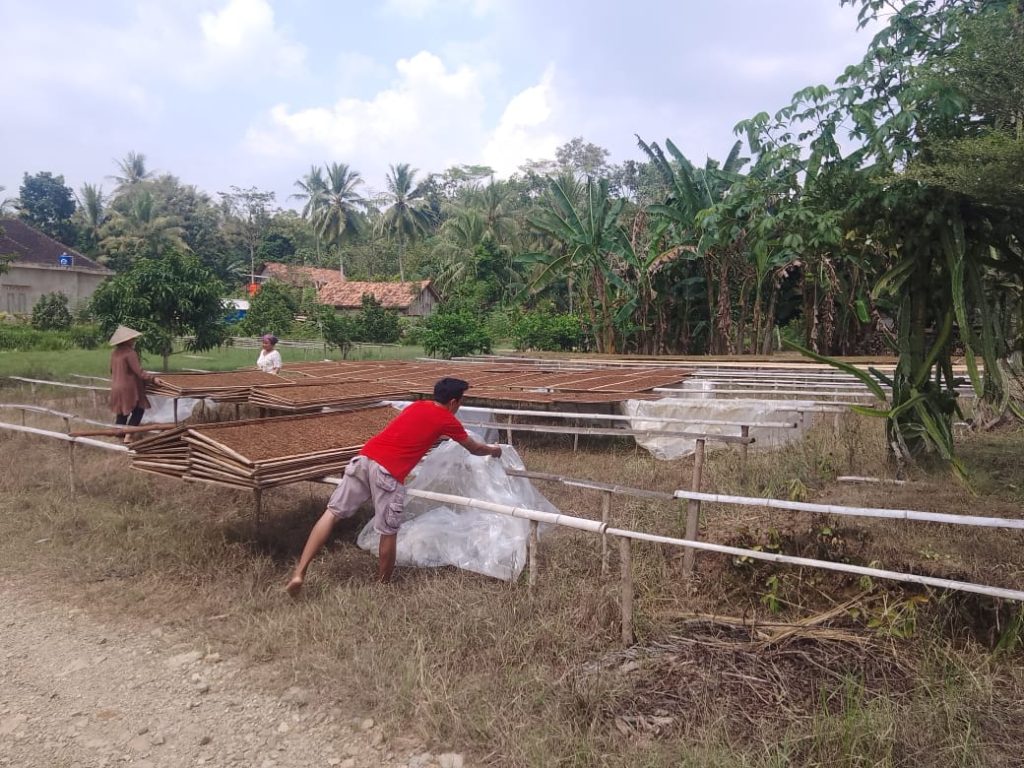 Beragam Kegiatan Petani Di Wilayah Lampung Kususnya Desa Giritunggal Kecamatan Pagelaran Utara Kabupaten Pringsewu