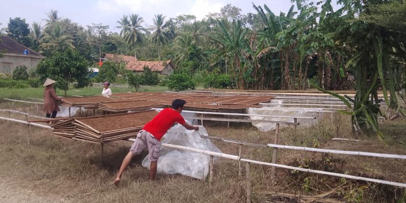 Beragam Kegiatan Petani Di Wilayah Lampung Kususnya Desa Giritunggal Kecamatan Pagelaran Utara Kabupaten Pringsewu