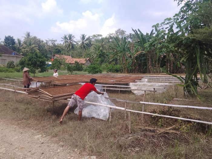 Beragam Kegiatan Petani Di Wilayah Lampung Kususnya Desa Giritunggal Kecamatan Pagelaran Utara Kabupaten Pringsewu
