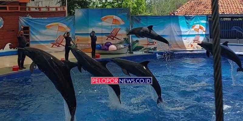 Renovasi, Pertunjukan Dolphin Show di Safari Beach Batang Tutup Sementara