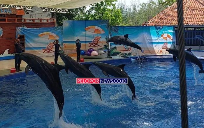 Renovasi, Pertunjukan Dolphin Show di Safari Beach Batang Tutup Sementara