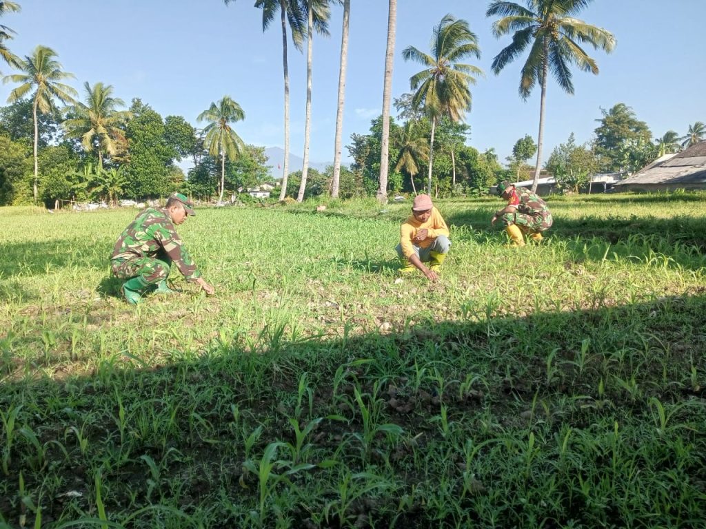 Peran Aktif Babinsa dalam Pembersihan Lahan Jagung di Desa Maskuning Wetan