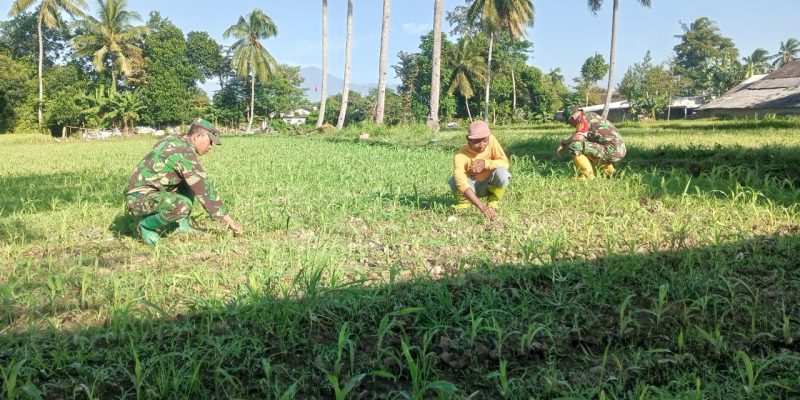 Peran Aktif Babinsa dalam Pembersihan Lahan Jagung di Desa Maskuning Wetan