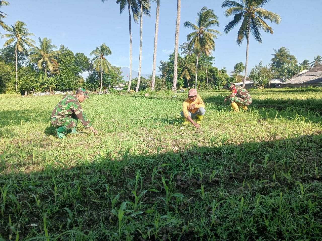 Peran Aktif Babinsa dalam Pembersihan Lahan Jagung di Desa Maskuning Wetan