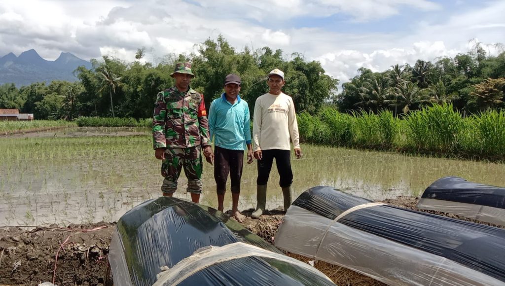 Bantu Petani Tanam Padi, ini Cara Babinsa Turut Meningkatkan Ketahanan Pangan