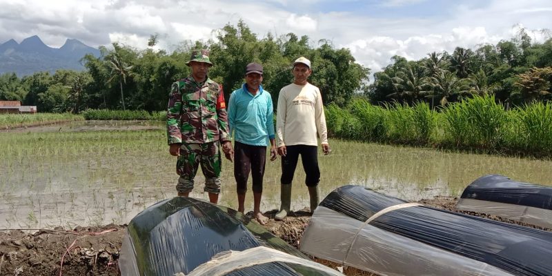 Bantu Petani Tanam Padi, ini Cara Babinsa Turut Meningkatkan Ketahanan Pangan
