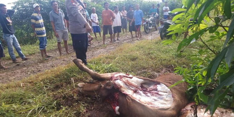 Lapor Kehilangan Sapi Tidak ada Tindakan Lanjut Dari Kepolisian