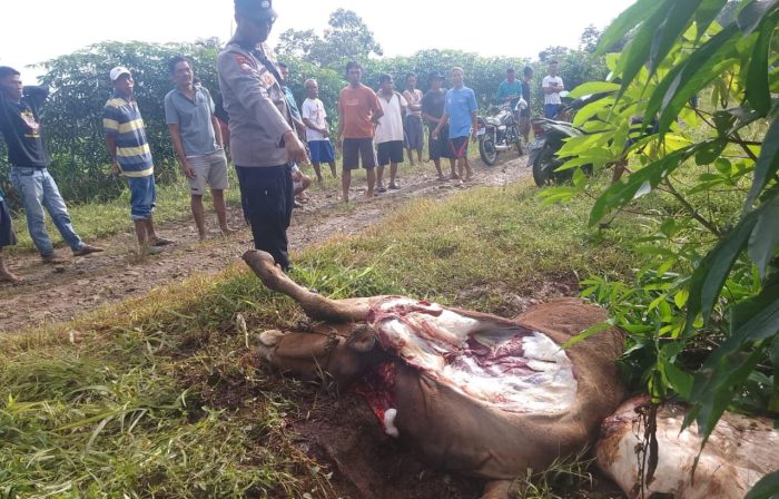 Lapor Kehilangan Sapi Tidak ada Tindakan Lanjut Dari Kepolisian