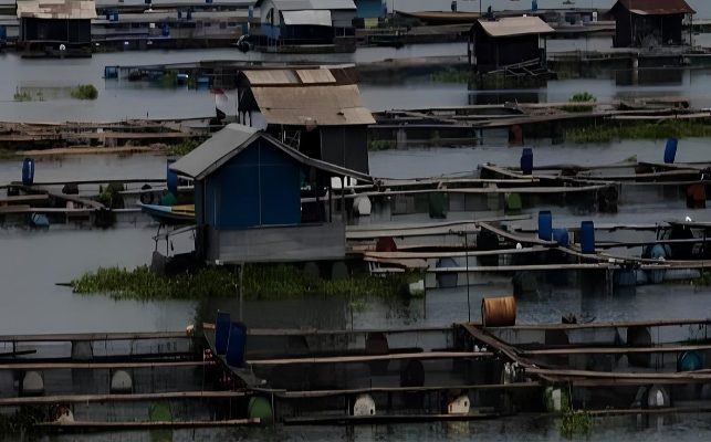 Nilai Ekonomis Sektor Perikanan Air Tawar Kabupaten Purwakarta Capai Ratusan Milyar Per Bulan