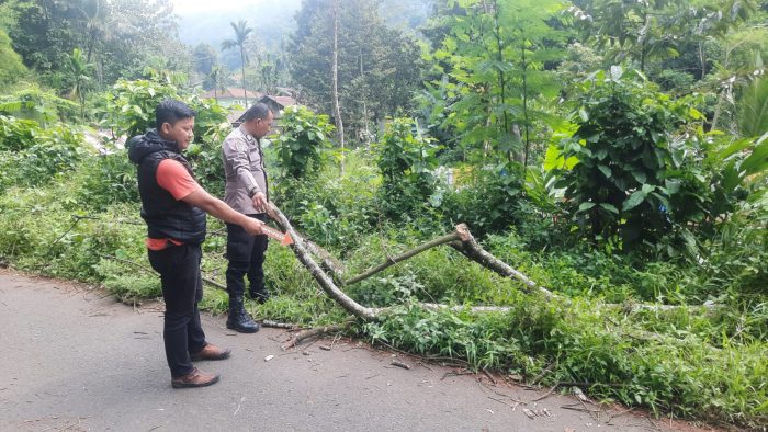 Warga Kandangserang Meninggal Dunia, Tertimpa Batang Pohon Pete Tumbang