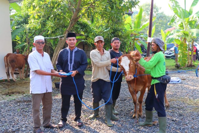 Polres Pekalongan Kurban 7 Sapi dan 2 Kambing, Diantaranya Disalurkan ke Takmir Masjid dan Pondok Pesantren