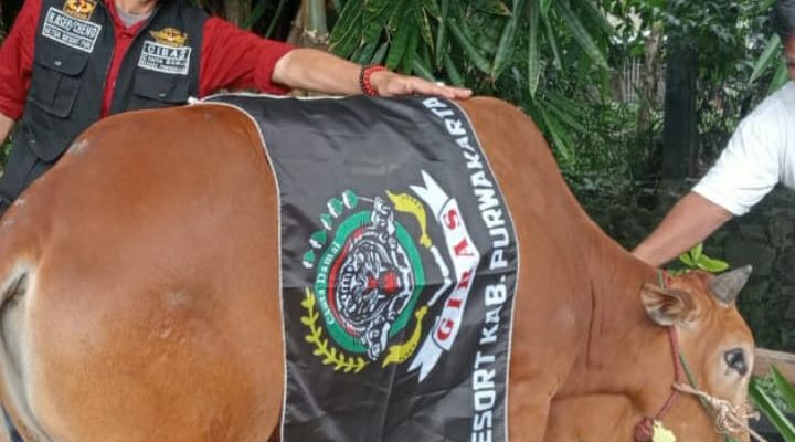 Di Hari Raya Idul Adha 1445 H Ketua Gibas Resort Purwakarta Asep Cheno Adakan Penyembelihan Hewan Qurban.