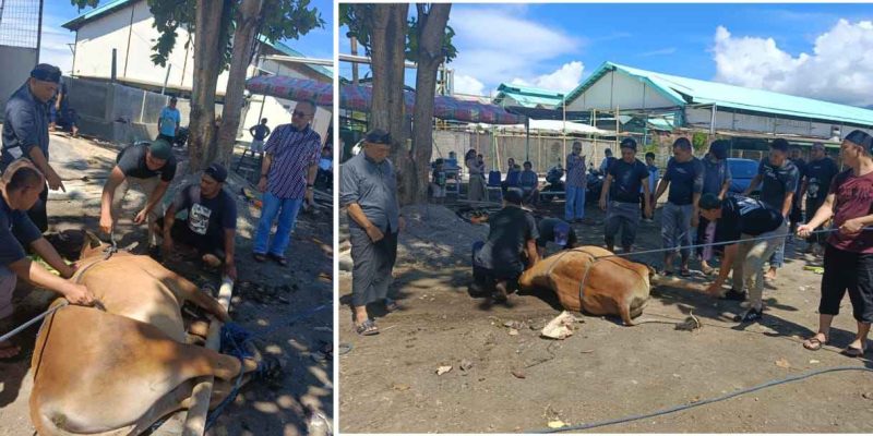 PT Delta Pacifik Indotuna Sukses Gelar Pemotongan Hewan Kurban, “Hari Raya Idul Adha 1445 H” Di Kota Bitung