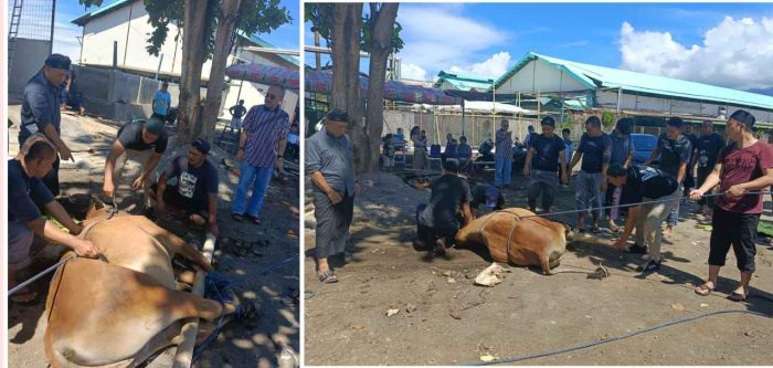 PT Delta Pacifik Indotuna Sukses Gelar Pemotongan Hewan Kurban, “Hari Raya Idul Adha 1445 H” Di Kota Bitung
