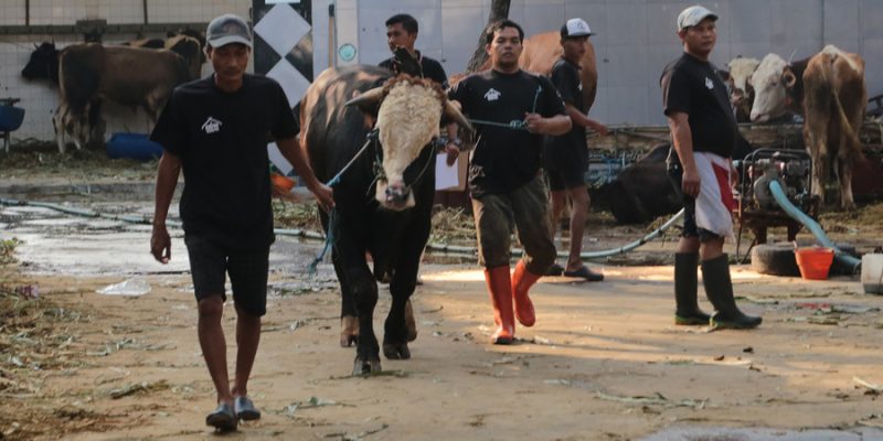 JELANG IDUL ADHA 1445 H, PD RPH SURABAYA SEDIAKAN HEWAN KURBAN SEHAT DAN BEBAS PENYAKIT