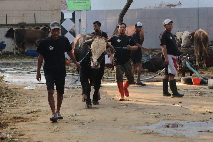 JELANG IDUL ADHA 1445 H, PD RPH SURABAYA SEDIAKAN HEWAN KURBAN SEHAT DAN BEBAS PENYAKIT