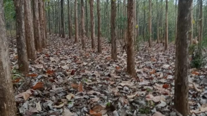Ada 34 LMDH dan Tiga Gapoktanhut Resmi Terima SK Kelola Hutan Perhutani KPH Mantingan