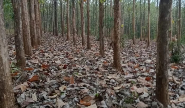 Ada 34 LMDH dan Tiga Gapoktanhut Resmi Terima SK Kelola Hutan Perhutani KPH Mantingan
