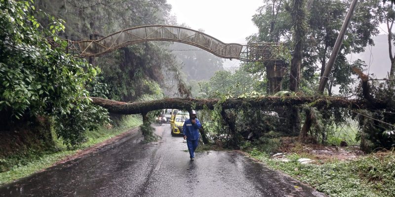 Hujan Deras di Wilayah Kajen Akibatkan Pohon Tumbang