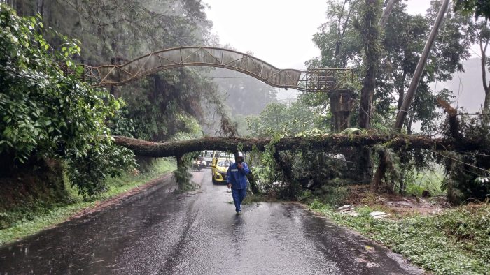Hujan Deras di Wilayah Kajen Akibatkan Pohon Tumbang