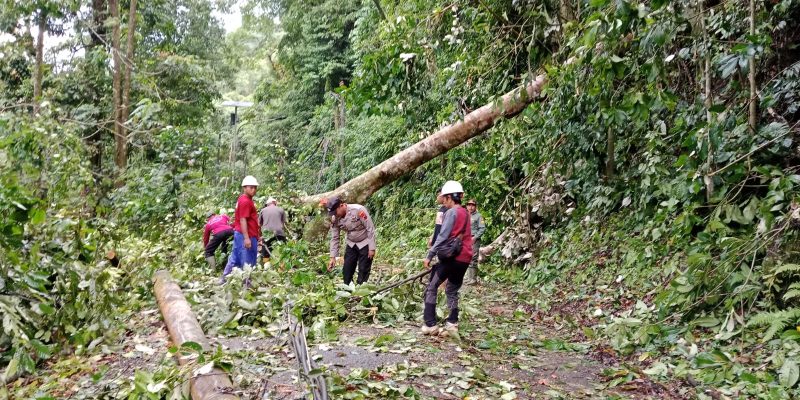 Polisi Evakuasi Pohon Tumbang yang Menutupi Jalan Raya Karanganyar – Lebakbarang