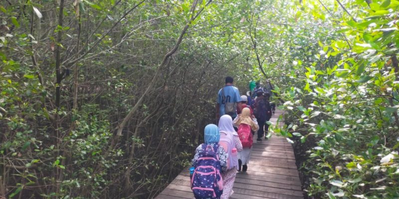Hingga Pertengahan Tahun 2024, Pengunjung Kebun Raya Mangrove Surabaya Tembus 43 Ribu Orang