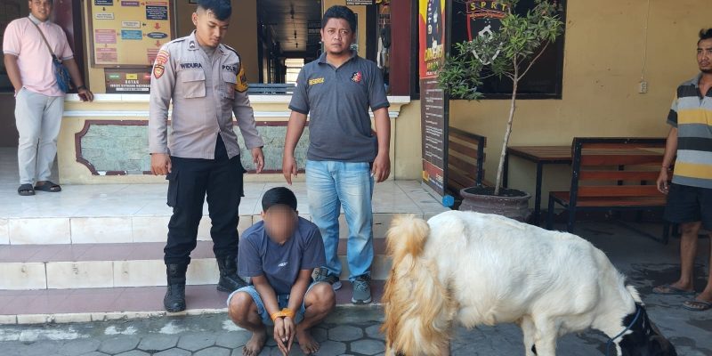 CCTV Bongkar Aksi Pencurian Kambing, Pelaku Berhasil Dibekuk Polisi